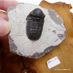 Trilobite Fossil. Ca. 7 x 6 x 3 cm. Einzelstück