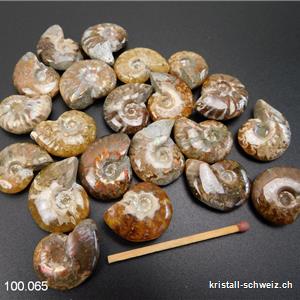 Ammolit - Ammonit Cleoniceras Fossil 2 - 2,5 cm. SONDERANGEBOT 