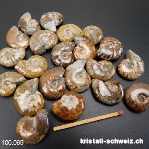 Ammolit - Ammonit Cleoniceras Fossil 2 - 2,5 cm. SONDERANGEBOT 