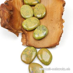 Atlantisit flach 3,5 bis 4 cm. Größe L