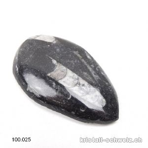 Orthoceras - Fossil. Einzelstück 7 cm