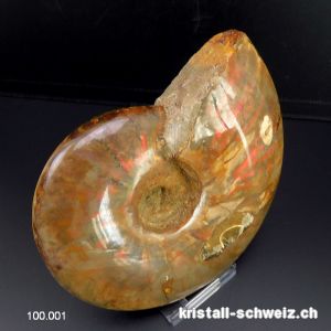 Ammolit - Ammonit Cleoniceras Fossil 12 cm. Einzelstück 464 Gramm