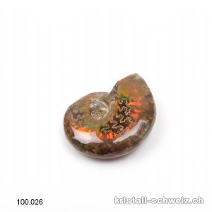 Ammolit - Ammonit Cleoniceras Fossil 2,5 cm. Unikat