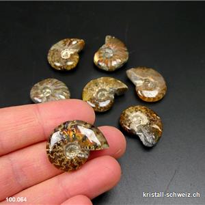Ammolit - Ammonit Cleoniceras Fossil 2,3 - 2,7 cm