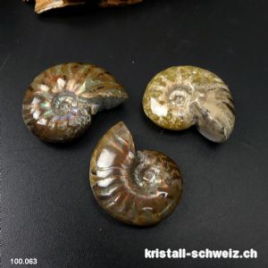 Ammolit - Ammonit Cleoniceras Fossil 2,9 - 3,2 cm