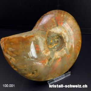 Ammolit - Ammonit Cleoniceras Fossil 12 cm. Einzelstück 464 Gramm