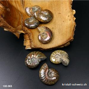 Ammolit - Ammonit Cleoniceras Fossil 2,9 - 3,2 cm