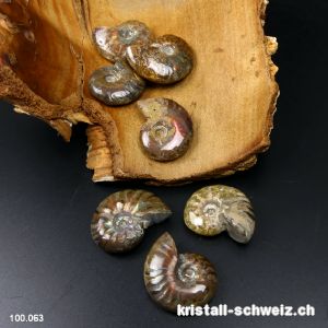 Ammolit - Ammonit Cleoniceras Fossil 2,9 - 3,2 cm