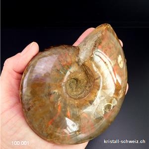 Ammolit - Ammonit Cleoniceras Fossil 12 cm. Einzelstück 464 Gramm