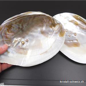 Muschel mit Perlen in Perlmutt 18 bis 19 cm. Grösse XL