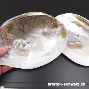 Muschel mit Perlen in Perlmutt 18 bis 19 cm. Grösse XL