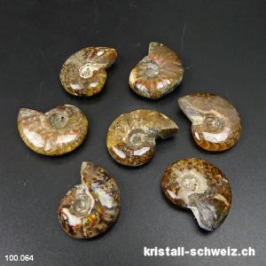 Ammolit - Ammonit Cleoniceras Fossil 2,3 - 2,7 cm