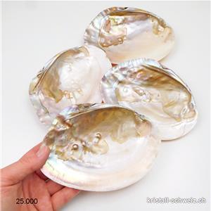Muschel mit Perlen in Perlmutt 15 - 17 cm