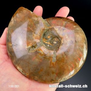 Ammolit - Ammonit Cleoniceras Fossil 12 cm. Einzelstück 464 Gramm