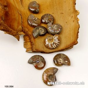 Ammolit - Ammonit Cleoniceras Fossil 2,3 - 2,7 cm