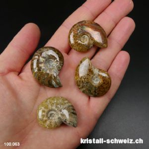 Ammolit - Ammonit Cleoniceras Fossil 2,9 - 3,2 cm