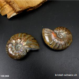 Ammolit - Ammonit Cleoniceras Fossil 2,9 - 3,2 cm