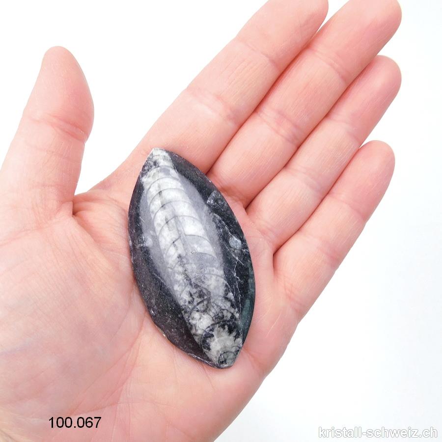 Orthoceras - Fossil. Einzelstück 6 cm