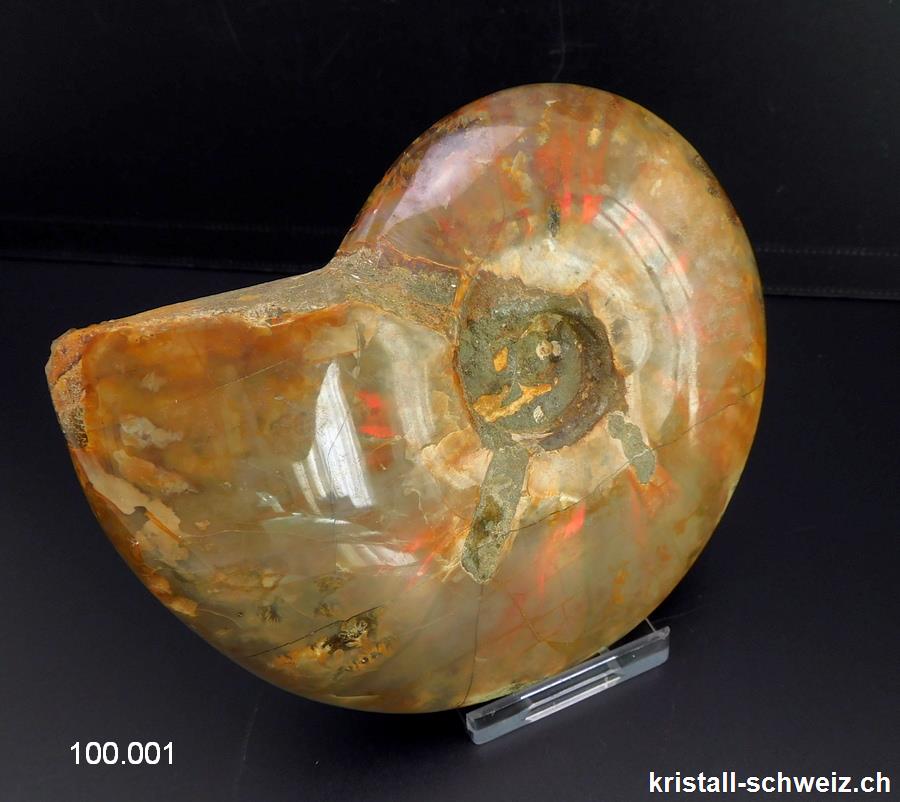 Ammolit - Ammonit Cleoniceras Fossil 12 cm. Einzelstück 464 Gramm