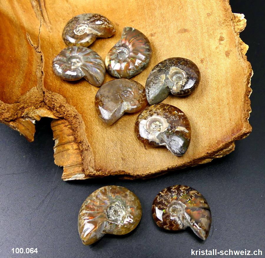 Ammolit - Ammonit Cleoniceras Fossil 2,3 - 2,7 cm