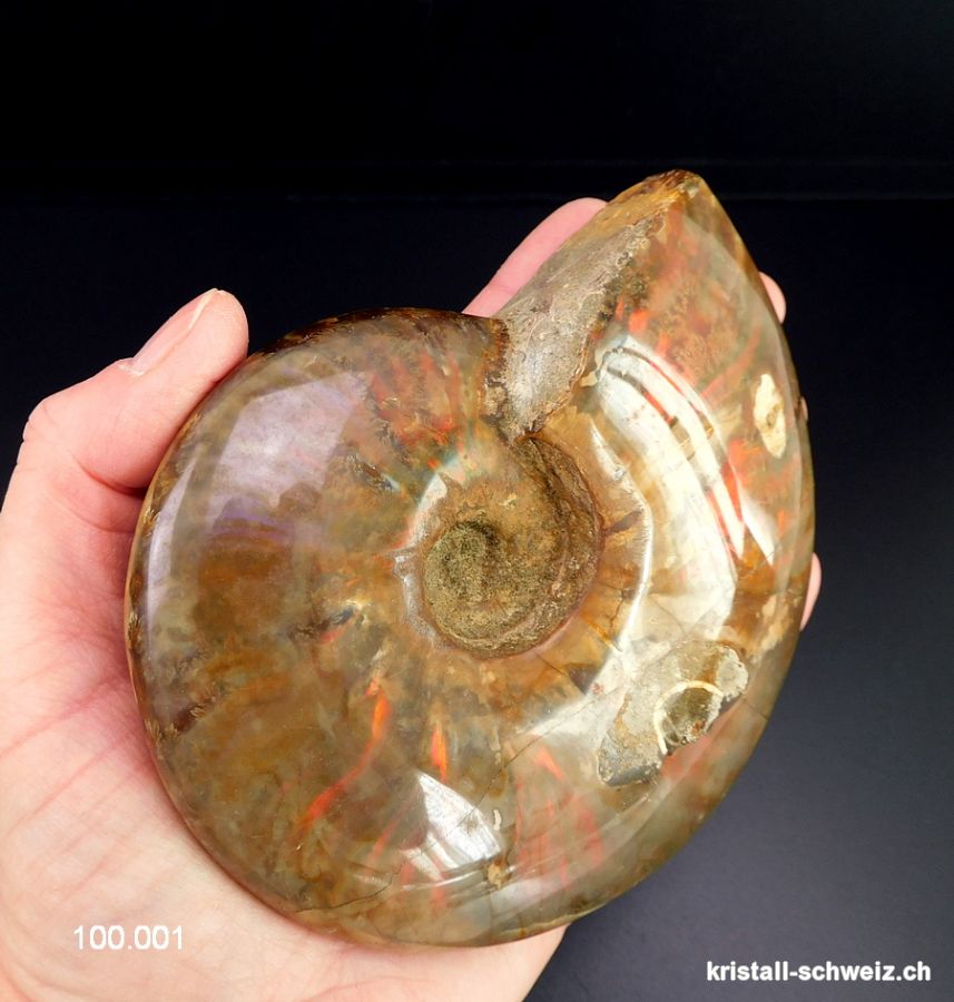 Ammolit - Ammonit Cleoniceras Fossil 12 cm. Einzelstück 464 Gramm