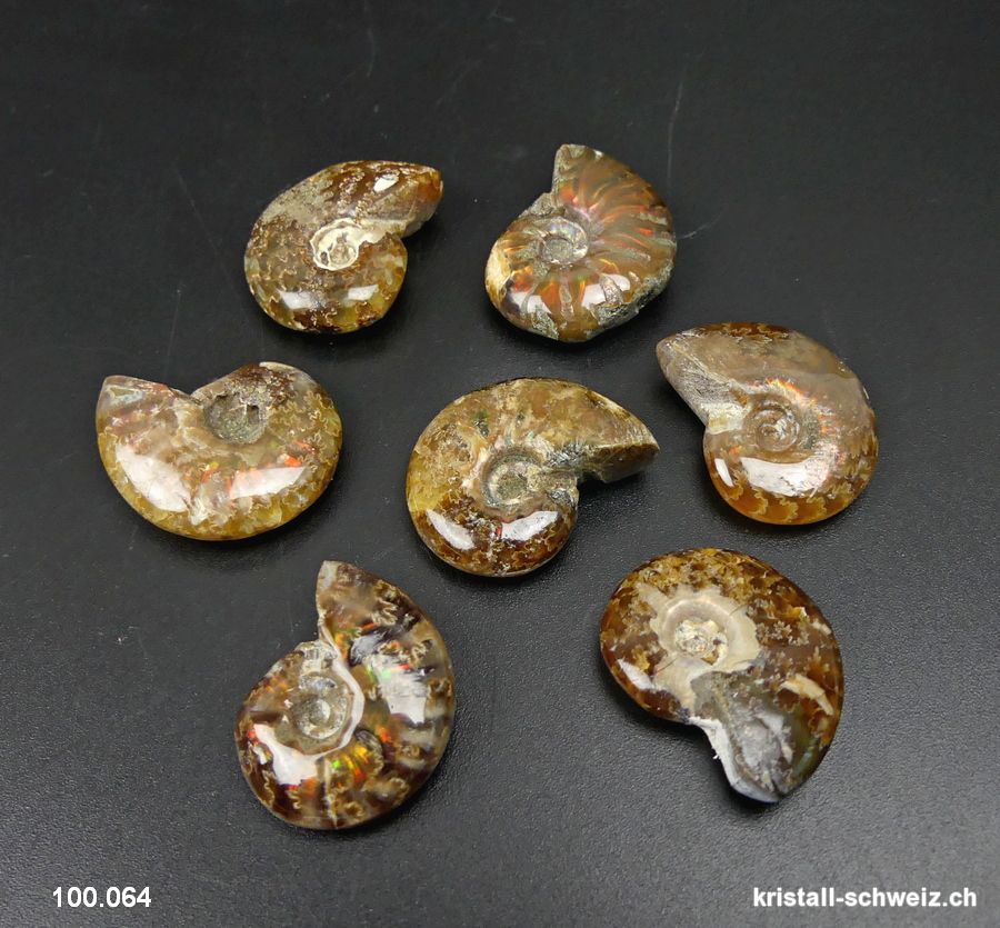 Ammolit - Ammonit Cleoniceras Fossil 2,3 - 2,7 cm