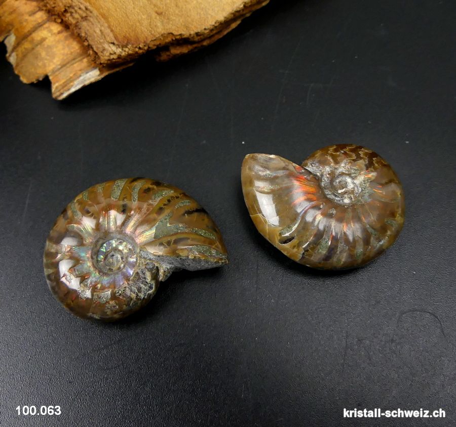 Ammolit - Ammonit Cleoniceras Fossil 2,9 - 3,2 cm